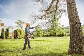 Best Tree Removal  in West Hurley, NY