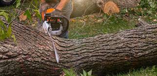 Best Tree Disease Treatment  in West Hurley, NY