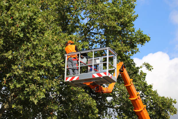 Best Commercial Tree Services  in West Hurley, NY