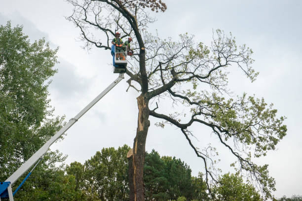 West Hurley, NY Tree Services Company