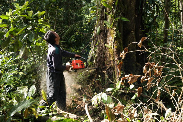 Best Hazardous Tree Removal  in West Hurley, NY