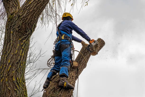 Best Emergency Tree Removal  in West Hurley, NY