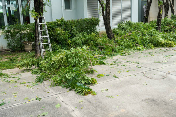 Best Hedge Trimming  in West Hurley, NY