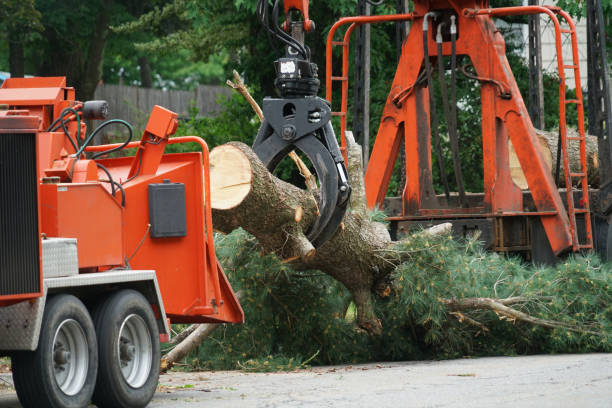 Best Tree Maintenance Programs  in West Hurley, NY