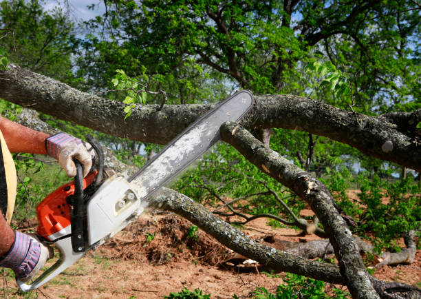 Best Stump Grinding and Removal  in West Hurley, NY